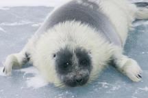 Cub of a Baikal Seal (Nerpa)